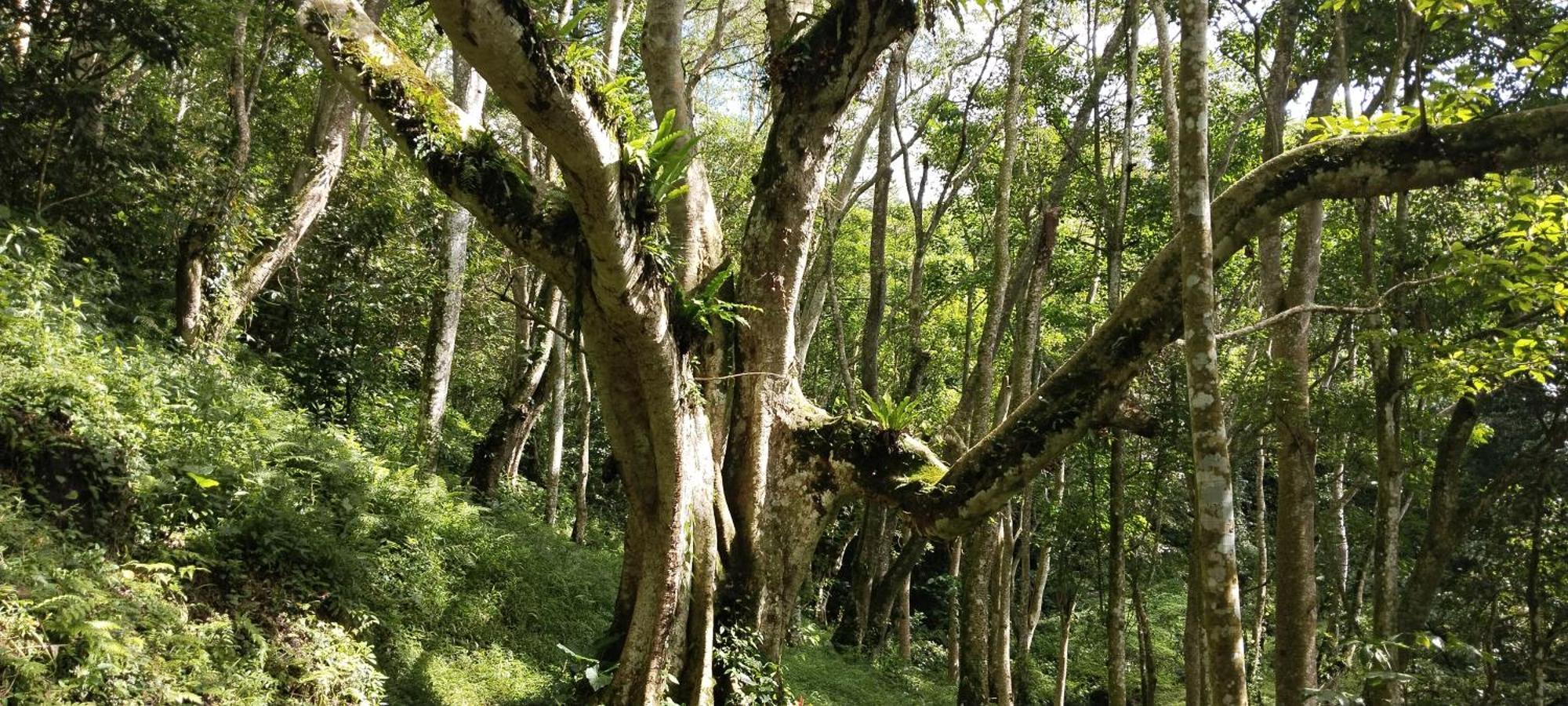 Nan Bungalows Tetebatu Bagian luar foto