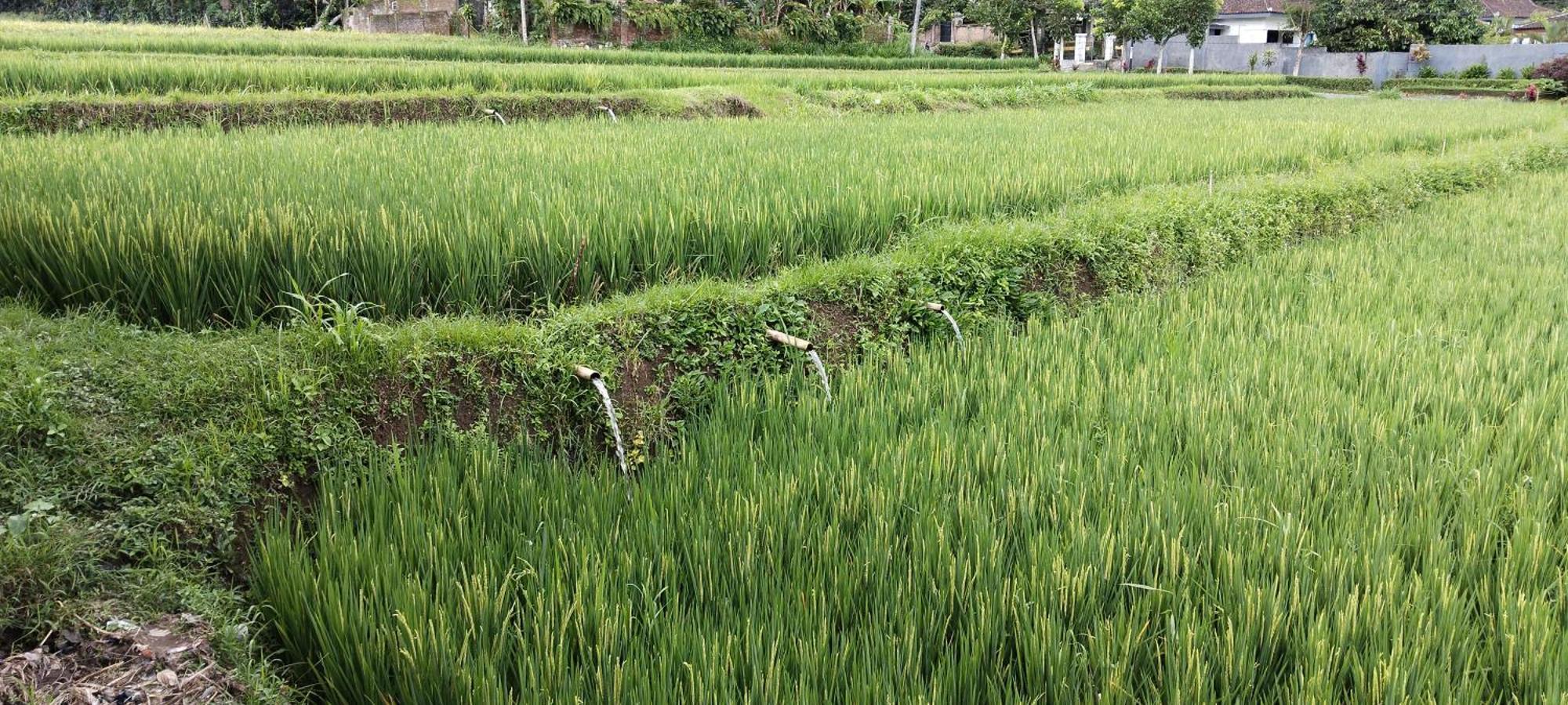 Nan Bungalows Tetebatu Bagian luar foto